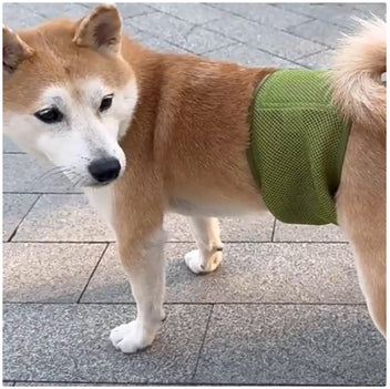 Åndbar Genanvendelig Hundeble